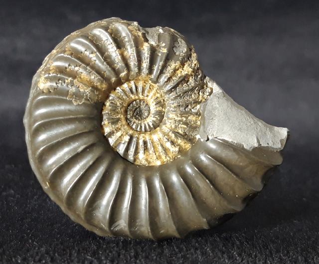 Pleuroceras spinatum (BRUGUIRE 1789) - Bild © FossNet FossilienStore